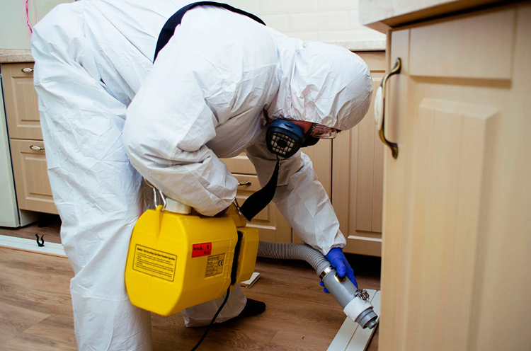 Уничтожение блох: что нужно знать, способы и рекомендации