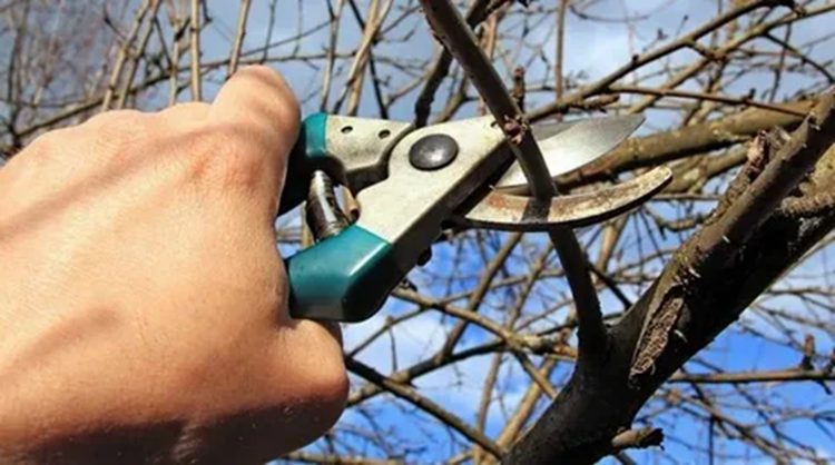 Как выполняется обрезка деревьев и что нужно знать