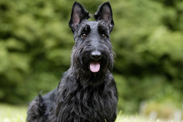 Порода скотч-терьер: внешний вид, темперамент и воспитание